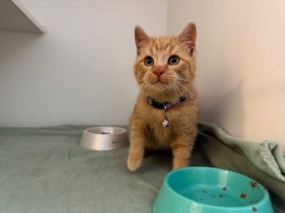 Fundkatze Arnoldstein Fundkatze Arnoldstein